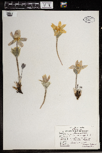 Anemone patens image