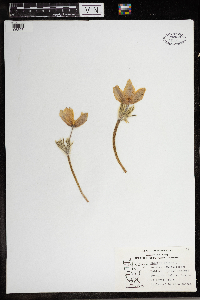 Anemone patens image