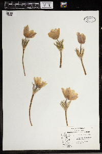 Anemone patens image