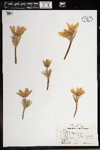 Anemone patens image