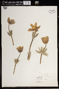 Anemone patens image