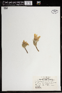 Anemone patens image