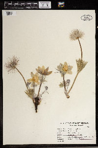 Anemone patens image