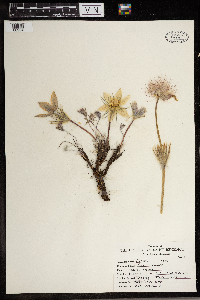 Anemone patens image