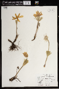 Anemone patens image
