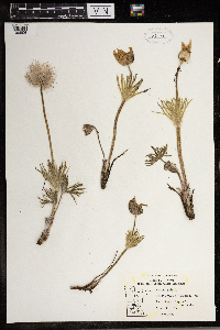 Anemone patens image