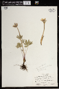 Anemone patens image