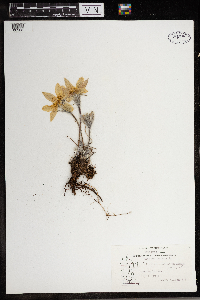 Anemone patens image