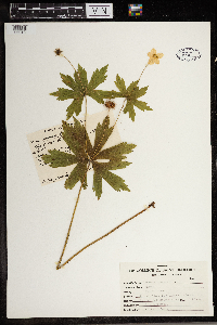 Anemone canadensis image