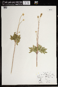 Anemone cylindrica image