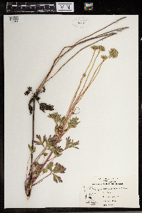 Anemone cylindrica image