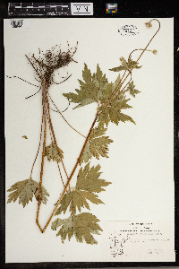 Anemone cylindrica image