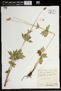 Anemone cylindrica image