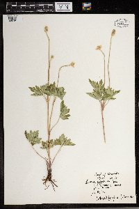 Anemone cylindrica image
