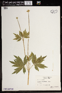 Anemone cylindrica image