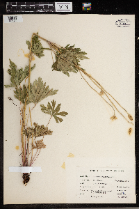 Anemone cylindrica image