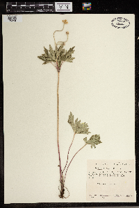 Anemone cylindrica image