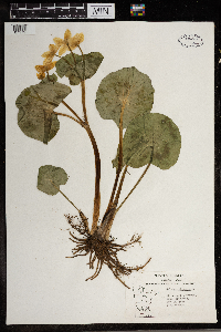 Caltha palustris image