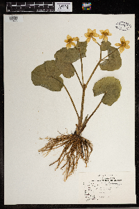Caltha palustris image