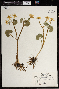Caltha palustris image