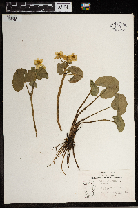 Caltha palustris image