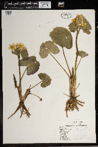 Caltha palustris image