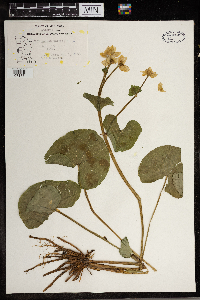 Caltha palustris image