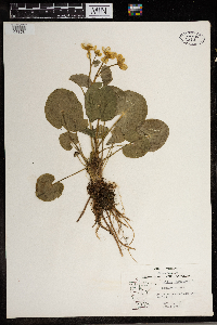 Caltha palustris image