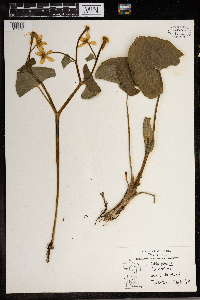 Caltha palustris image