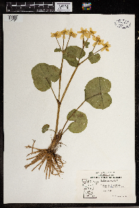 Caltha palustris image