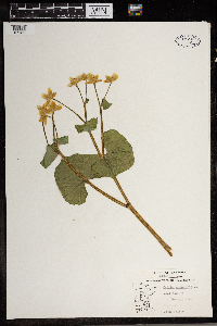Caltha palustris image
