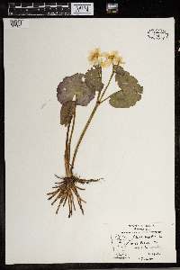 Caltha palustris image
