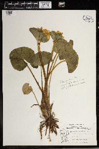 Caltha palustris image