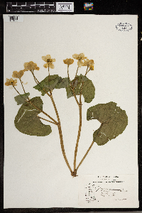 Caltha palustris image
