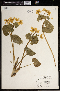 Caltha palustris image