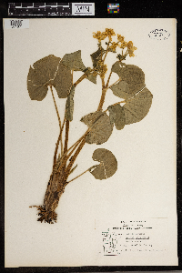 Caltha palustris image