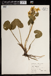 Caltha palustris image