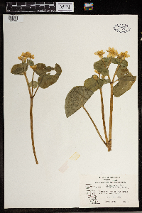 Caltha palustris image