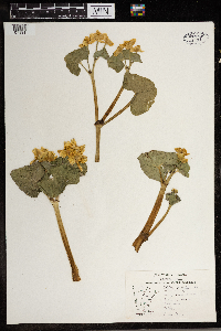 Caltha palustris image