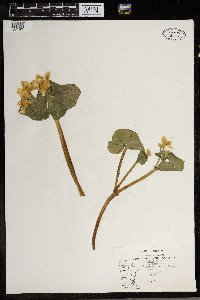 Caltha palustris image