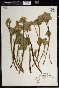 Caltha palustris image