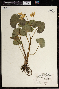 Caltha palustris image