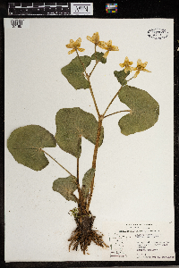 Caltha palustris image
