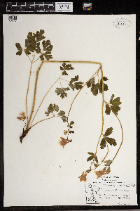 Aquilegia canadensis image