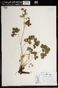 Aquilegia canadensis image