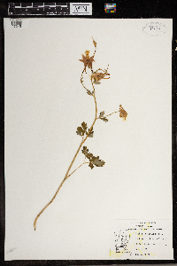 Aquilegia canadensis image