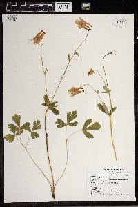 Aquilegia canadensis image