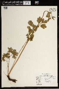 Aquilegia canadensis image