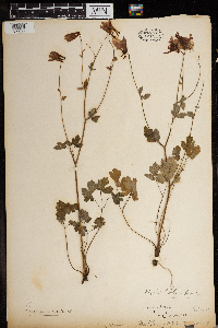 Aquilegia canadensis image
