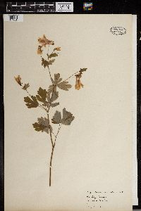Aquilegia canadensis image